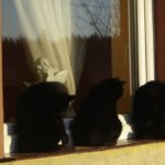 czarne koty sq7hjb